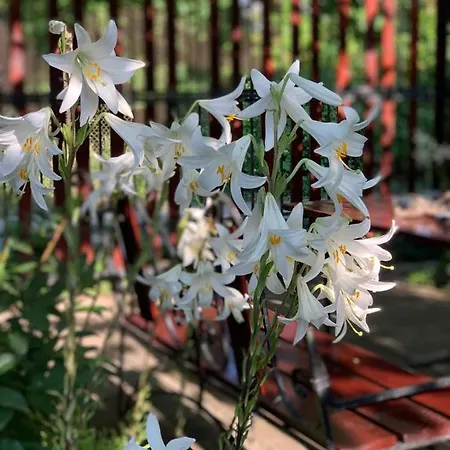 Casa Tudorascu Casa de hóspedes Vama Veche