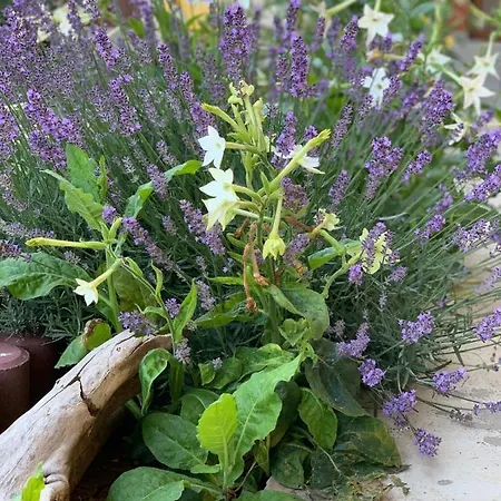 Casa Tudorascu Πανσιόν